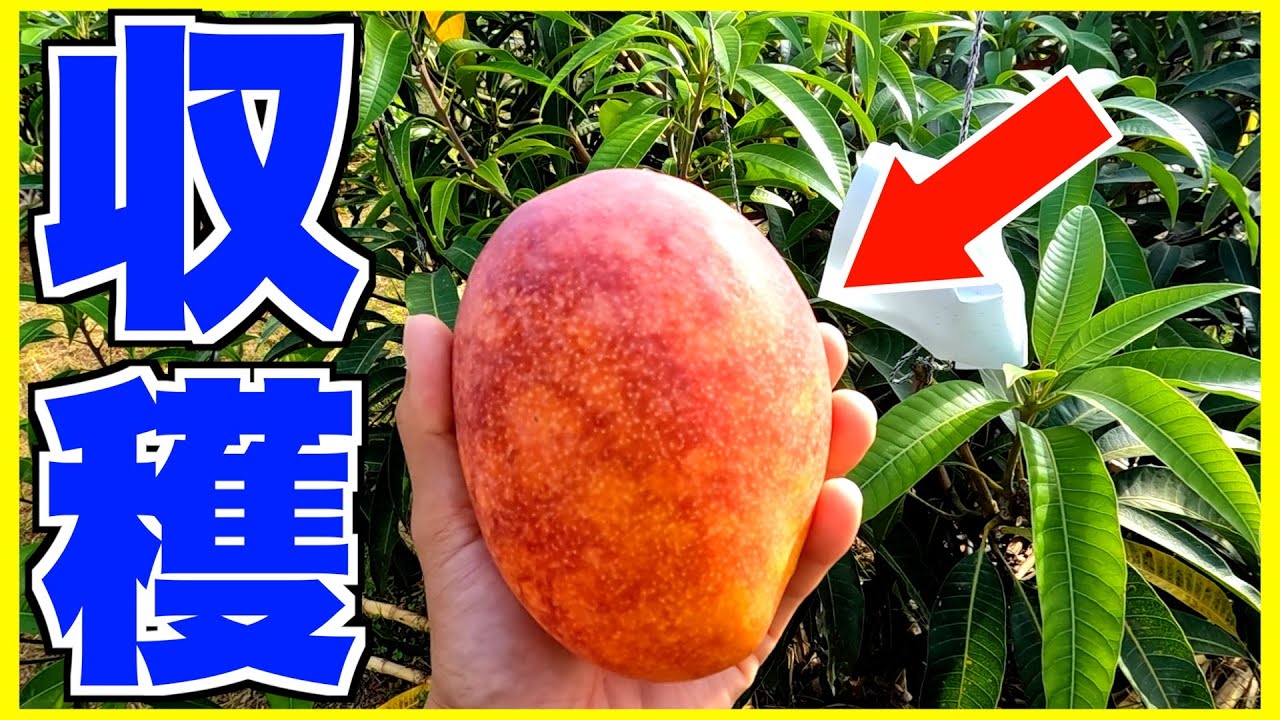 無農薬 果樹ペリカンマンゴー1.8メートル 5年生自宅に取りに来て