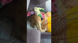 Baks 🐈 Bonnie #cat #cats #catshorts #shorts #funnycats #funny #pretty #mycats #cute #cutecat #play