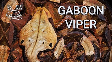 Deadly venomous Gaboon viper in the wild, heavy snake with longest fangs in the world