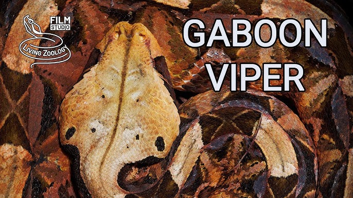 Incredible: A Gaboon Viper Strikes a Bird in Slo-Mo 