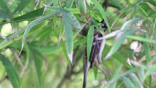 Oriental Whip Snake with alive Eurasian Tree Sparrow in its mouth.