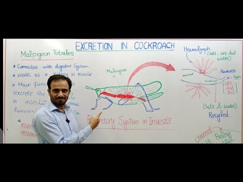 Cockroach Excretion Excretion in cockroach - YouTube