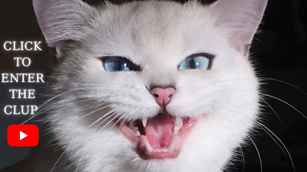 THE BEST FUNNY AND CUTE ANIMAL VIDEOS 2022 | ANIMAL DISCO