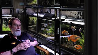 The Most Amazing Rainbow Fish Collection! (Fish Room Tour)