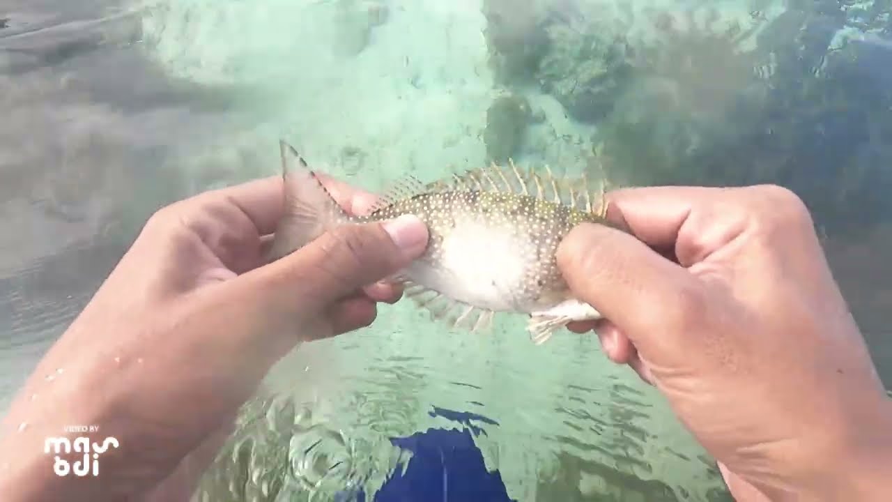 Pasang Jaring Ikan 1 3/4 || Jaring Lama Masih Layak Pakai