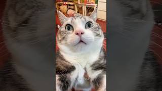 funny cats videos 🤣 #cat #trending #shorts