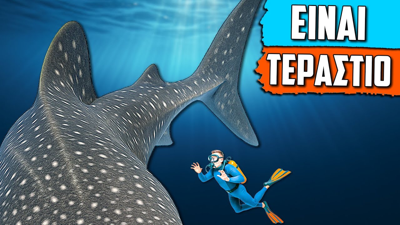 Το Μεγαλύτερο Ψάρι Που Υπάρχει Στη Θάλασσα