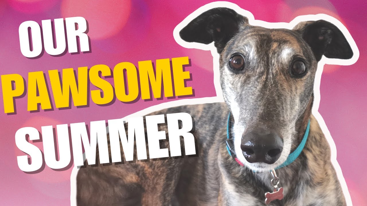 Sun, Sniffs & Sprints: A Greyhound’s Perfect Summer
