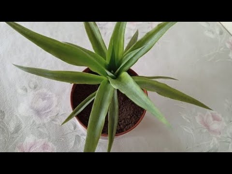 Как вырастить ананас из семян на подоконнике