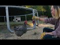 The Internet’s Guide to Starting a Farm | Chicken Stories | The New Yorker Documentary