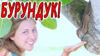 БУРУНДУК. САМОЕ ИНТЕРЕСНОЕ! БУРУНДУК. САМОЕ ИНТЕРЕСНОЕ!