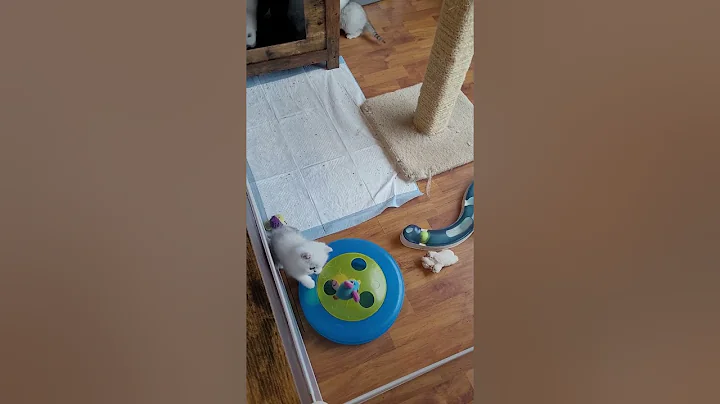 Watch the video about Exotic Shorthair kittens 6 weeks old