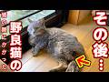 【猪の罠にかかった野良猫】タロイモのその後…病院へ通う日々