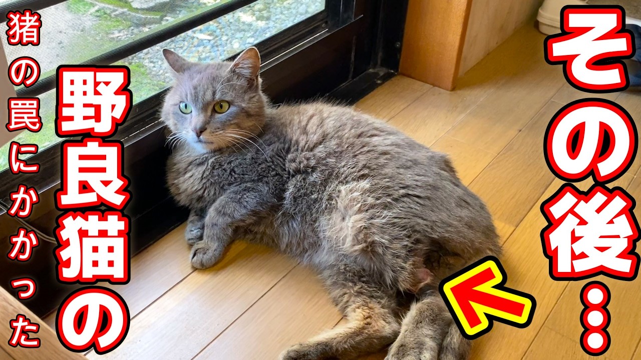 【猪の罠にかかった野良猫】タロイモのその後…病院へ通う日々