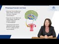 Менструальный цикл и репродуктивная функция (часть 2)