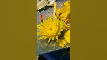 Cách cắt tỉa hoa quả//Hoa cúc đại đóa đẹp mắt.bí nghệ.