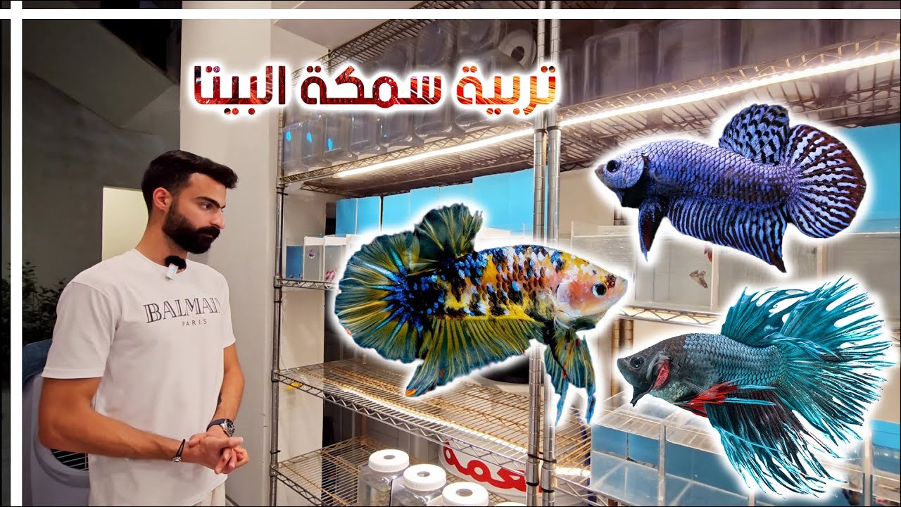 كيف أربي سمكة البيتا | زيارة أحد محترفي ومنتجي البيتا |
