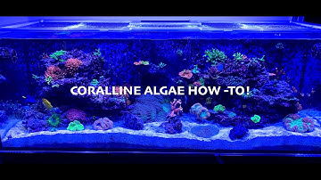 How to GROW Insane CORALLINE Algae!