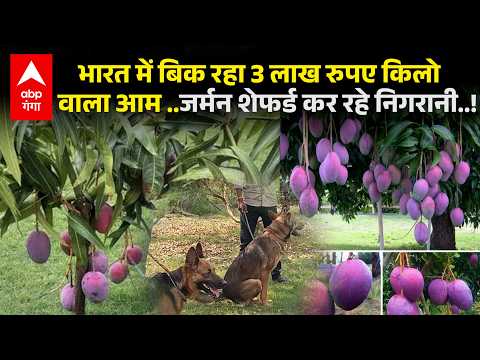 World's Costliest Mango: How an Odisha farmer grew the world's most expensive mango. Miyazaki. AB...