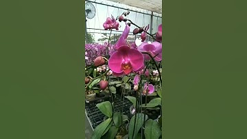 KEBUN ANGGREK-NYA INDAH BANGET