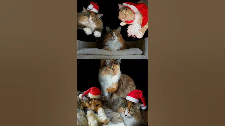 Video 11730941: maine coon, cat colors