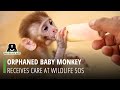 Rescued baby monkey receives care at wildlife sos