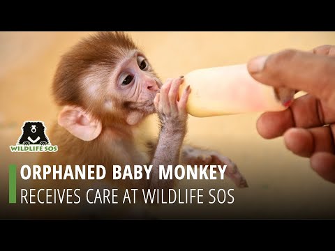 Video: Pet Scoop: beba majmun spašena u zoološkom vrtu u New Yorku, kojotski štap spašen nakon uvođenja kaktusa