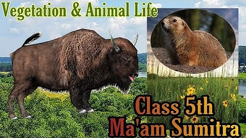 Class 5 th || Social Studies|| Prairies plant & Animal life