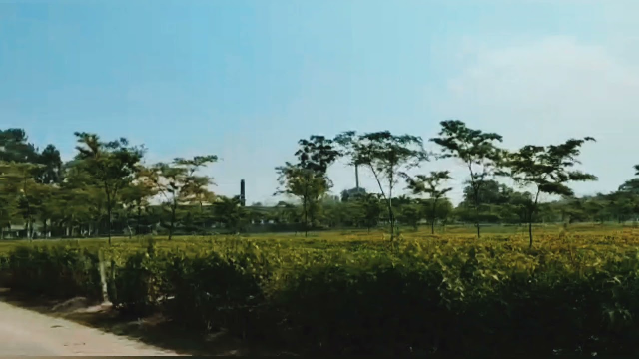 A VIEW OF PABHOI TEA ESTATE # BISWANATH 🙏