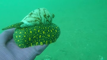 Lặn Biển Bắt Hải Sản Tươi Sống_ka 2 Đầy Bội Thu ￼Tập 115 #lặnbiển #lặnbắthảisản #nghềlặnbiển