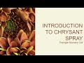 Introduction to Spray Chrysanthemums - Wholesale Flowers and Academy