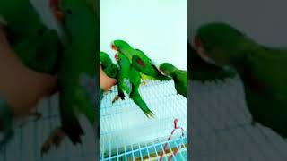 4 Raw Chks For Salegood Size Lction Rawalpindicnt 03171548223Hafiz Ghulam Mustafa