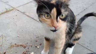 Hungry Cat Went Crazy When She Saw The Food!