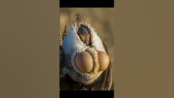 Male Greater Sage-Grouse shows a Remarkable Breeding Display. #shortvideo #shorts