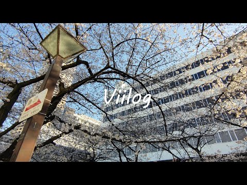 ENG｜Viilog 東京暮らし 中目黒お花見 目黑川賞櫻Vlog