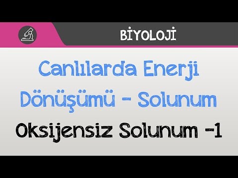 Canlılarda Enerji Dönüşümü - Solunum - Oksijensiz Solunum -1