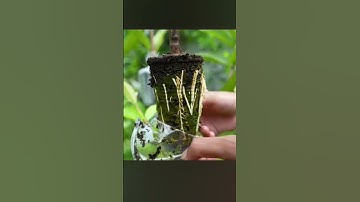 🌿 Grow Guava Trees Faster with These Pro Tips for Beginners! 🍅