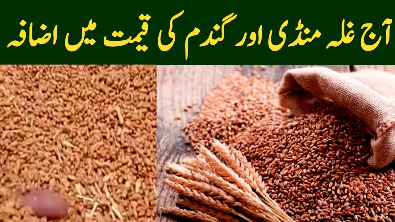 Today wheat price in Pakistan 2022|Gundam ka rate today Punjab|Gandam ...