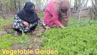 No Recipe☹️| Pakistani Haakh | Aj kitchen Garden Mei Bhut Kaam Kiya |