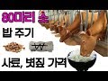 소 80마리 밥주기 먹이주기 사료 볏짚 가격