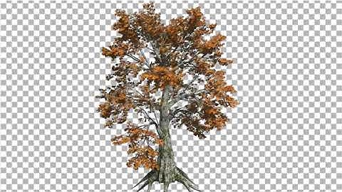 Sassafras Tree is Swaying at the Wind Yellow Tree | Motion Graphics - Envato elements