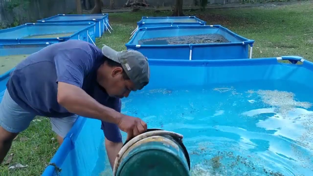 Shrimpylicious Fertilizer / Phosphate Fertilizer (Plant Fertilizer, Azolla & Duckweed Fertilizer)