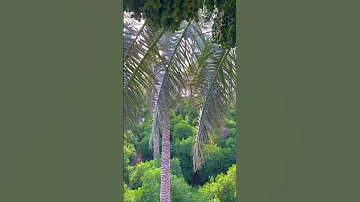الشاعر سمير صبيح النخل نوعين ستر ورطب سووني 