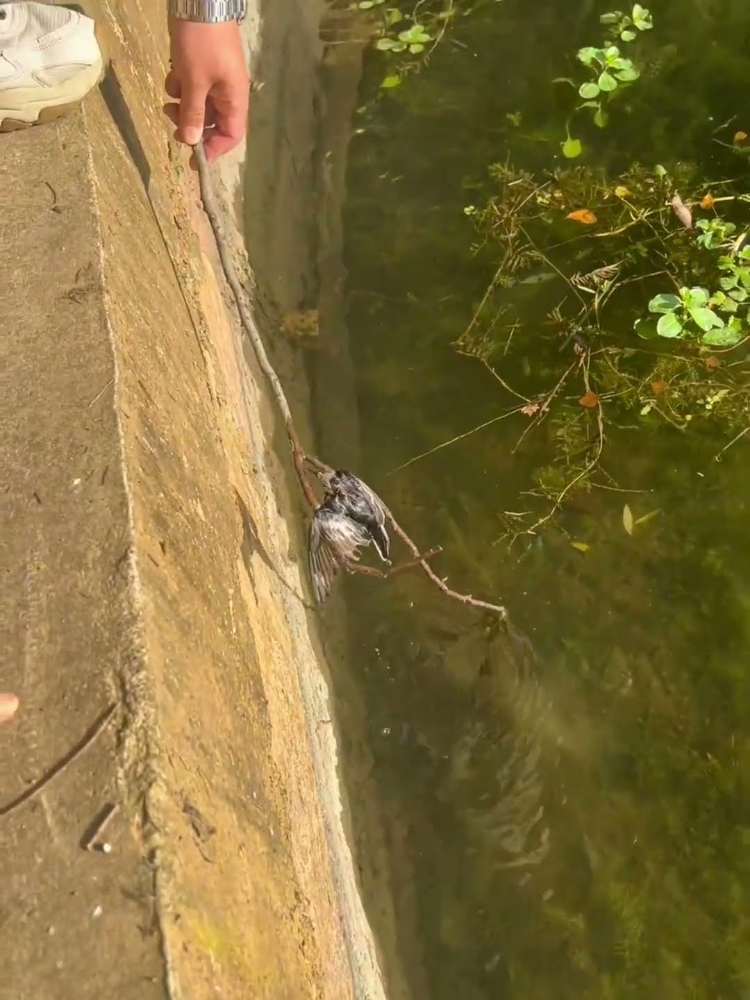 Guy Heroically Rescues a Bird Stuck in Water with Creative Use of Branches