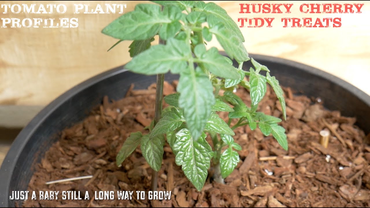 Tomato plant profiles | Husky Cherry and Tidy Treats plants