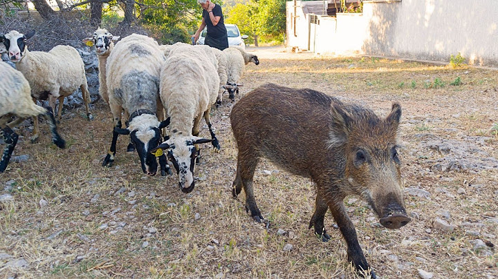 Postao ljubimac u selu i pas ovčar. Mladi divlji vepar živi sa ovcama.