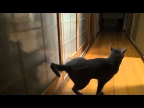 cat kicking door