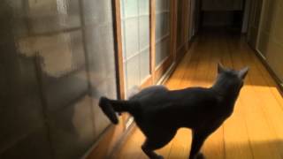 A cat knocks at the door so that we open to him