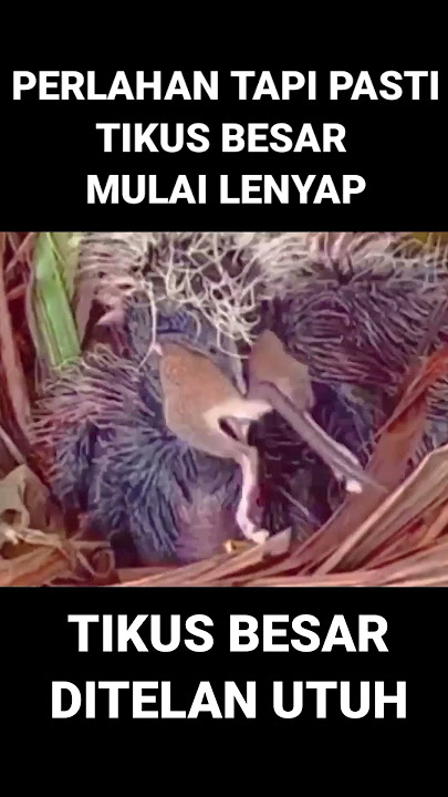 😱😱😱INI SUNGGUH DILUAR NALAR 😱 #wildbirds #greatercoucal #burungbubut