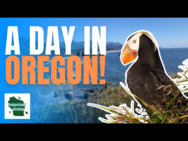 Birding in Oregon! Puffins, Warblers, Seabirds, and more! class=